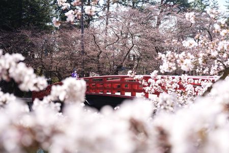 桜が咲き始めた弘前公園