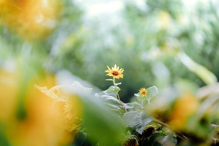 最後の力で太陽に向かう向日葵