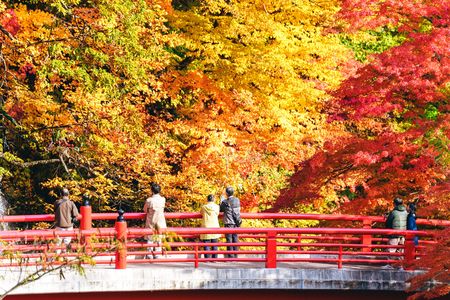 美しい秋。中野もみじ山にて