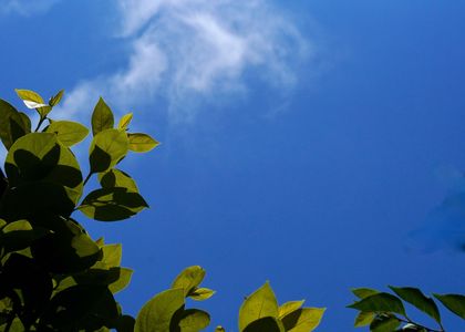 柿の葉と青い空