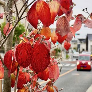 街路樹も紅葉