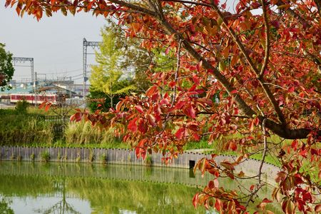 桜は秋も華やかに
