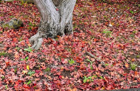 さあ　みんなで秋をあつめよう