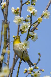 遅くなりましたが今年もよろしく