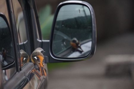 今日も会いに来たよ