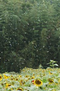 夏を連れていくドア