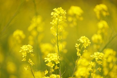 朗かな花影