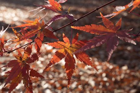 さよならが聞こえる