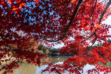 紅葉の中の目抜き