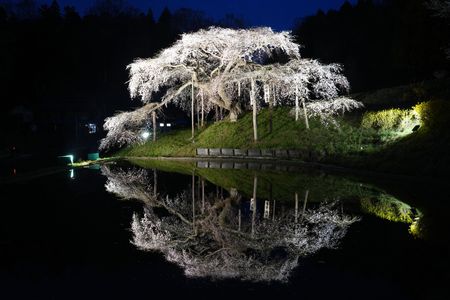 中島の地蔵桜　2024