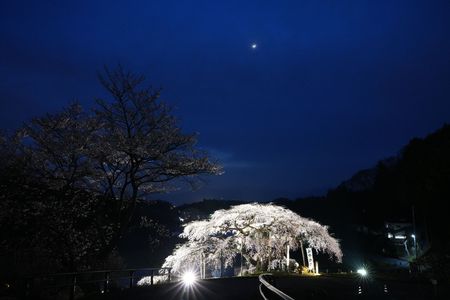 中島の地蔵桜　2024