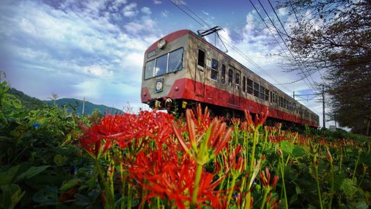 彼岸花と近江鉄道