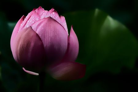 蓮の花と雨の雫