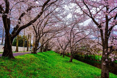 (2024-04-05)大和川沿いの桜並木