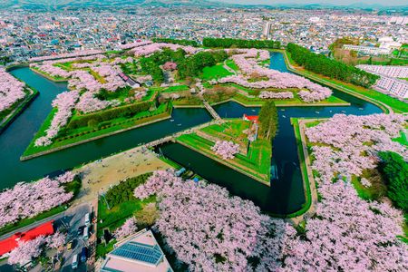(2024-04-26)桜満開の五稜郭