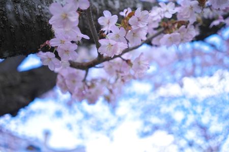 桜(札幌中島公園)