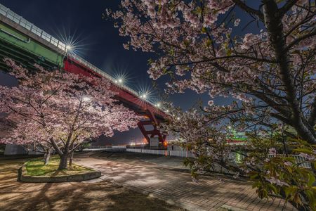 夜桜・河津桜と灘浜大橋