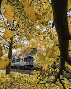 ヒッパラ峠の秋