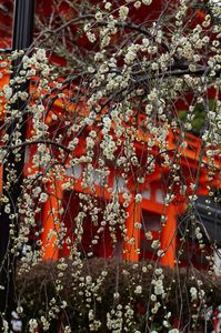 京都・上賀茂神社の白梅