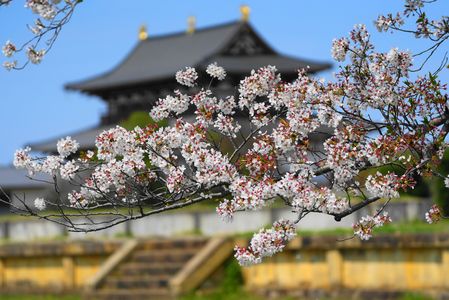 平城宮跡の春