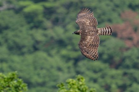 クマタカ背打ち