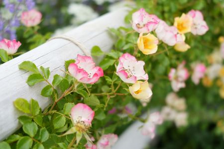 彩り豊かなローズガーデン