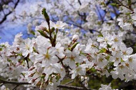 菜種梅雨の晴れ間に咲く桜