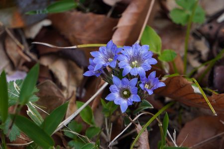 山道にひっそり咲く青い花