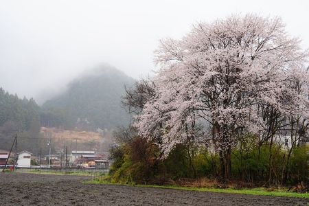 桜幻想