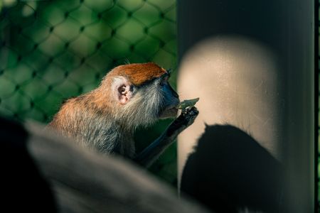 タバコを吹かすパタスモンキー