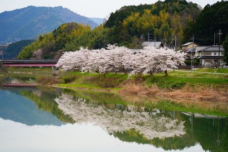 桜鏡風景
