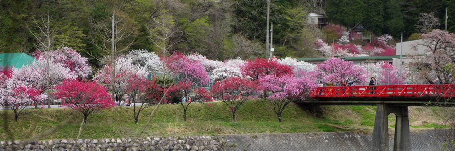 阿智村の花桃
