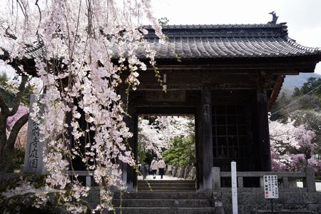 光前寺のしだれ桜