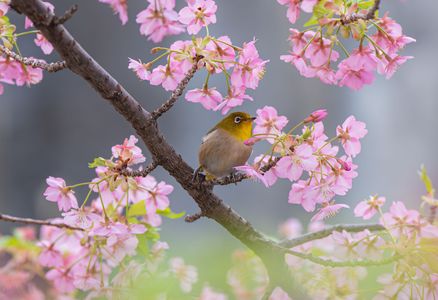 『春見鳥』