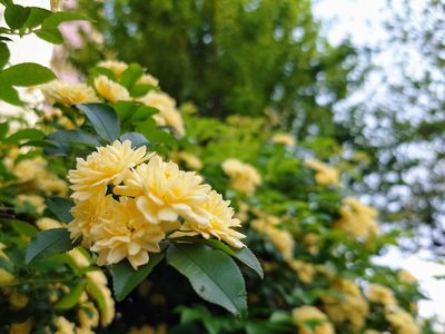 買い物途中#フラワー2025#