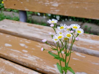 ベンチの隙間より#フラワー2025#