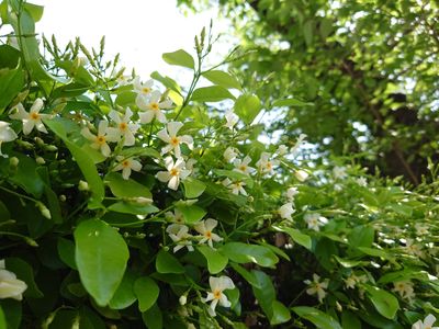 道端にて#フラワー2025#