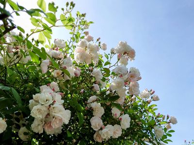 買い物途中その2 #フラワー2025#