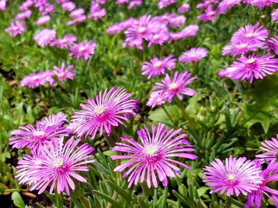 買い物途中その3 #フラワー2025#