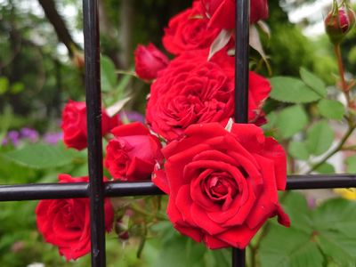 買い物途中その4 #フラワー2025#