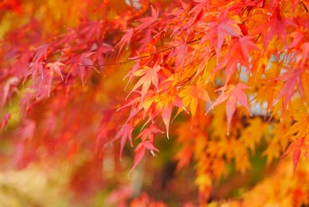 秋の終わりの圓蔵寺