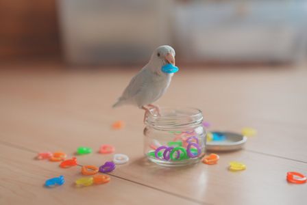 おもちゃに夢中