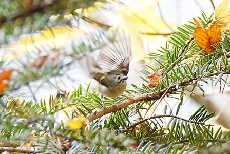 キクイタダキさん♪