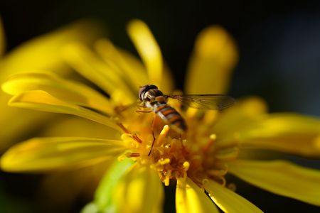 100マクロ　あらかると