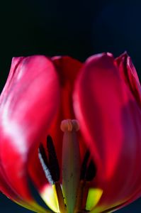 真っ赤なワイングラス