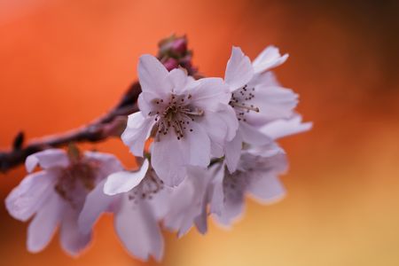 紅葉に負けないぞ　٩(◕‿◕｡)و