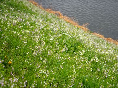 野に咲く春の彩り