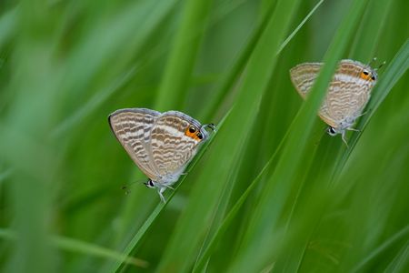 宿探し　ウラナミシジミ