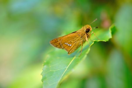 葉上の　イチモンジセセリ