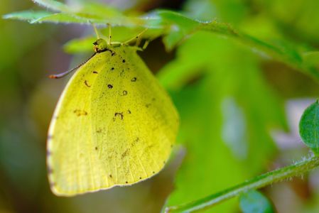寒い秋　キタキチョウの朝
